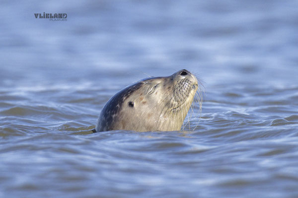 Solo in zee knijpt ogen dicht, okt 24 (7)