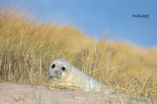 Wollige witte pup in duin, jan 25