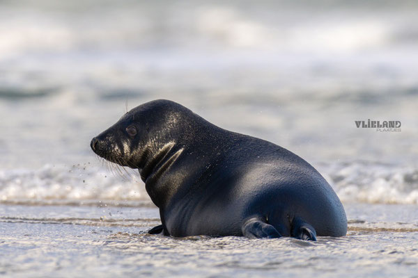 Zwarte Zeehond. Zeldzame melanistische zeehond, jan 25