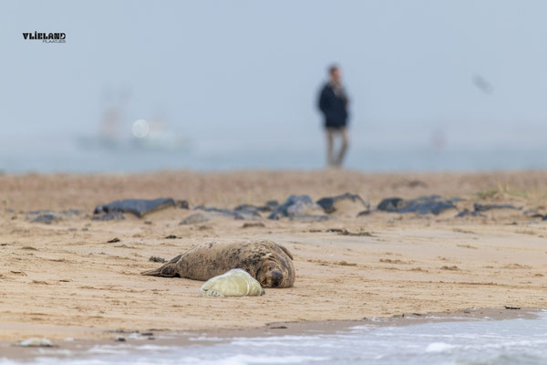 Grijze Zeehond moeder met pup Wandelaar in de verte, november 2025