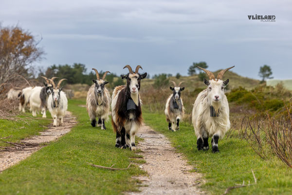 Geiten tussen Lange Paal en Nieuwe Kooij, okt 2025