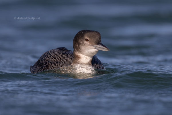 IJsduiker jachthaven, 29.1.24 (6)