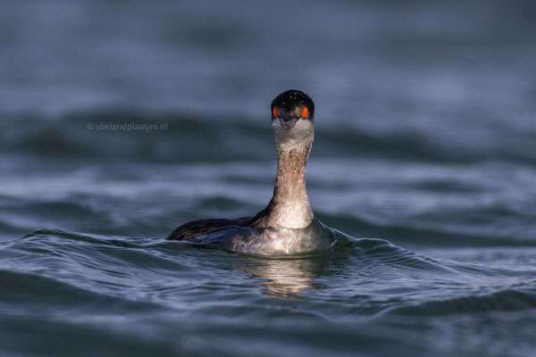 Geoorde Fuut zwemt recht op me af, Jachthaven Vlieland januari 2024
