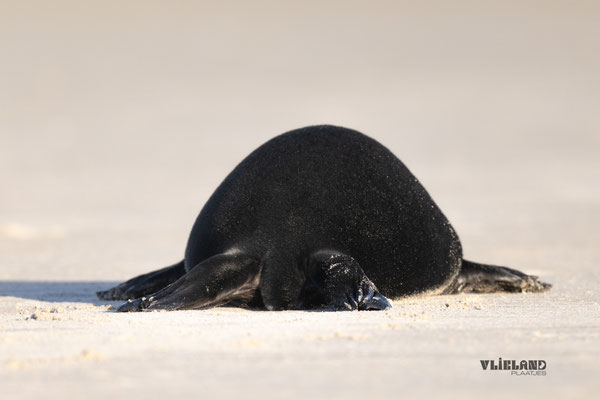 Zeehond met melanisme van achter profiel, jan 25