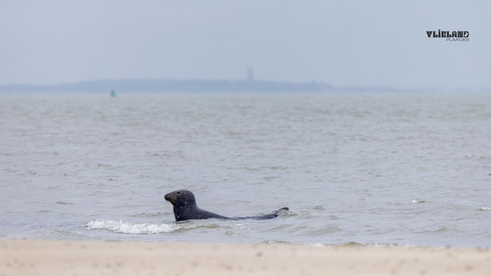 Laat me maar op Vlieland Zijn, 12 december 2025