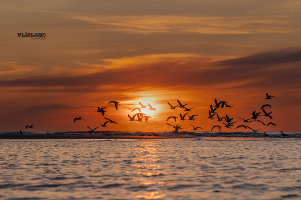 Zonsondergang met meeuwen, 6 juni 2025