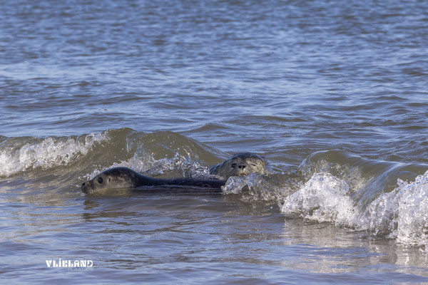 Balloon & Sophie op elkaar in de branding, okt 24