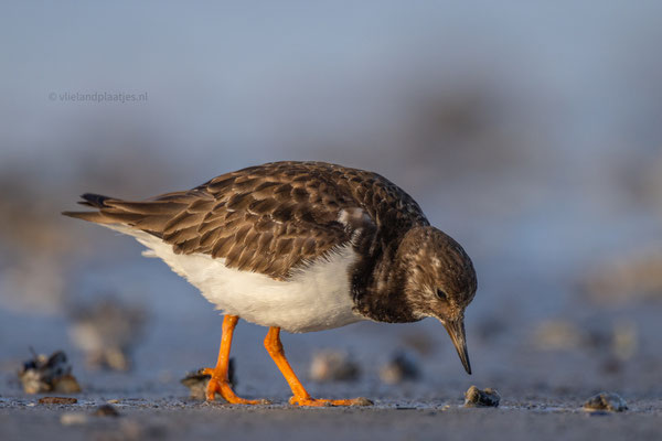Steenloper in de avondzon, maart 24 (3)