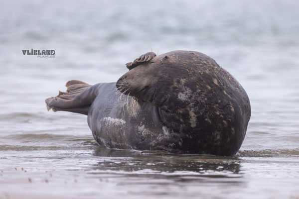 Zeehond, denkpose aan vloedlijn, dec 24