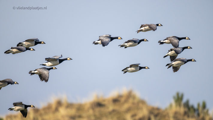 Brandganzen in de lucht, maart 24