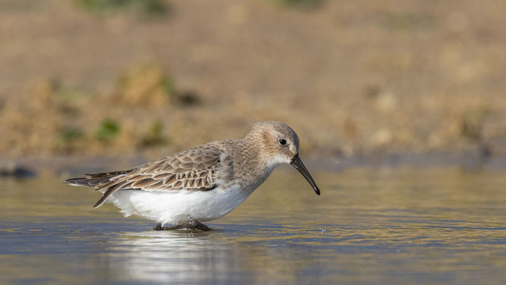 Bonte Strandloper Noordzeestrand, okt 2021
