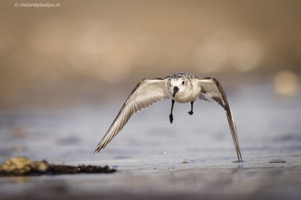 Drieteenstrandloper in vlucht okt.22 Vlieland (5)