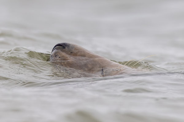 Neusje net boven water ogen dicht-december 2025