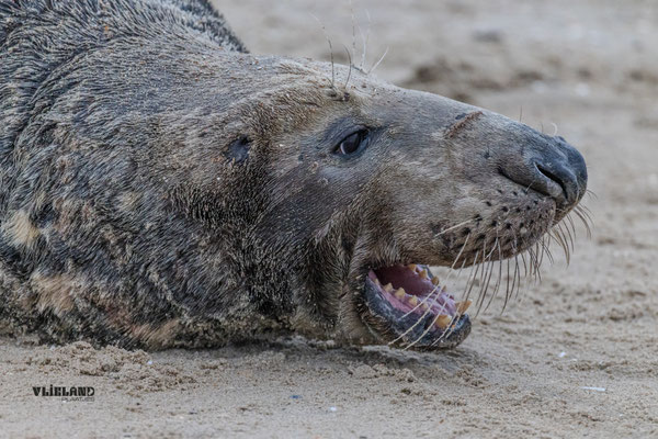Zeehond van opzij in bek kijken, dec 24