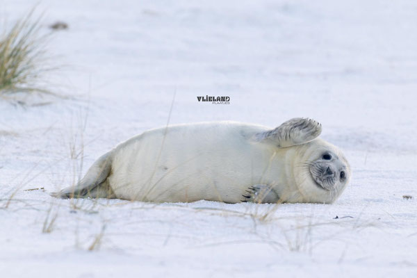 Een grijze zeehond in sneeuwlandschap, 12 jan 2026