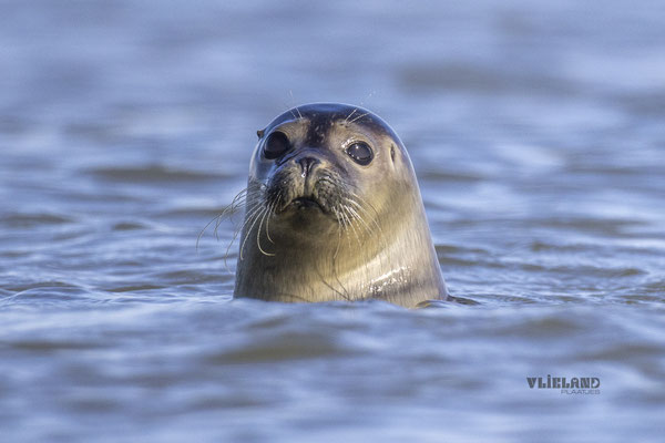 Solo in zee, okt 24 (10)