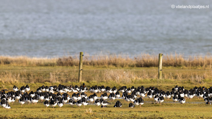 Scholeksters Westerse Veld 8 feb 2022
