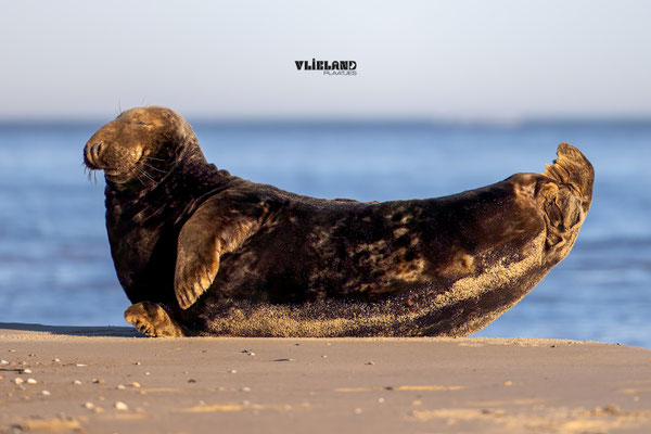 Grijze Zeehond (m) in Banana Pose, november 2025