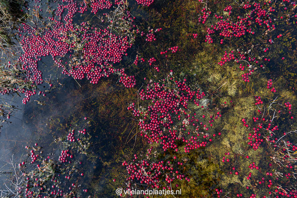 ' Floating cranberries Vlieland' veraf