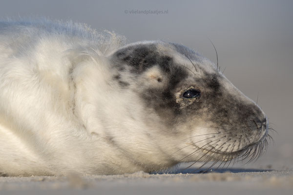 Grijze Zeehond close up dec 23 in het verhaarproces