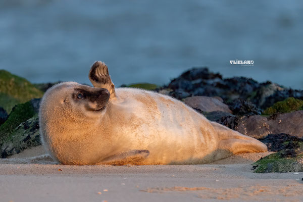 Zeehond pup neus ontvacht groet, januari 2026 