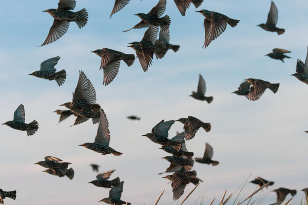 Spreeuwen, duingebied Vlieland okt 2021
