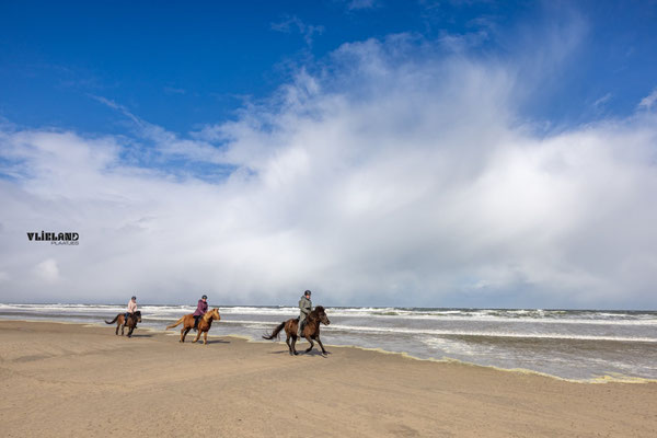 IJslanders op het Noordzeestrand, maart 2026