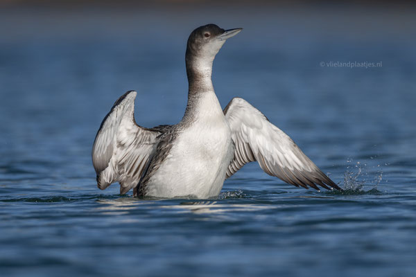 IJsvogel spreid zijn vleugels uit, januari 2024