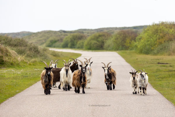 even zoals vroeger...maar anders dan het bedoeld was. Geiten op de Postweg I