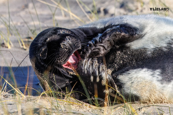 Zeehond met Melanisme lacht in zn knuisje, jan 25