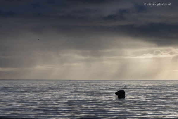 Zeehond bekijkt de buien (3) dec 2022
