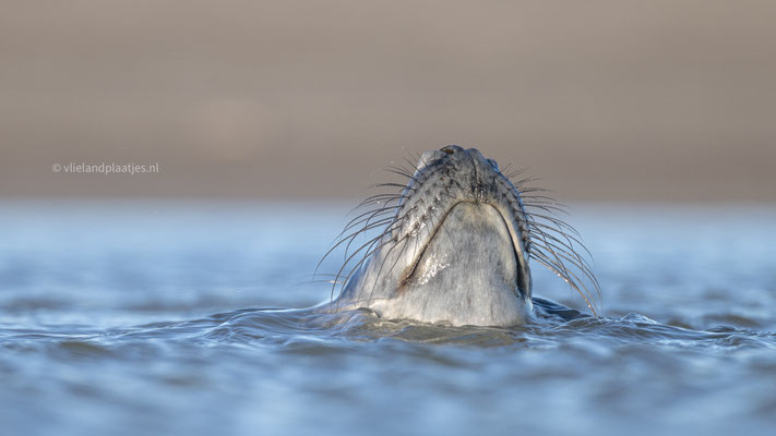 Jonge Grijze Zeehond, Bek boven water (jan 2024)