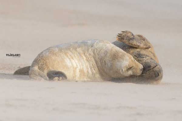 moeder en Pup verstrengeld in stuifzand- december 2025