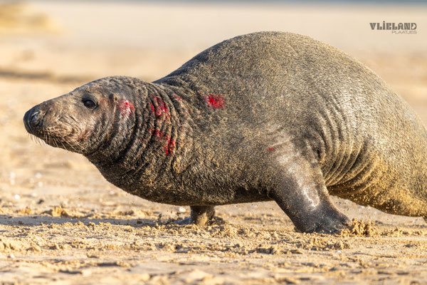 Grijze Zeehond na gevecht, 2-1-25