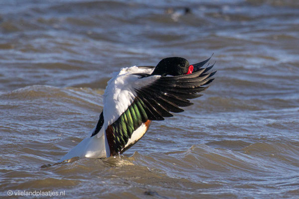 Bergeend (m), 18 maart 2022