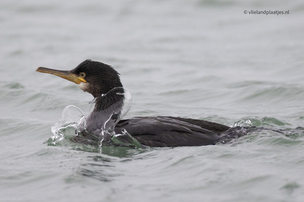 Kuifaalscholver dec 22 (13)