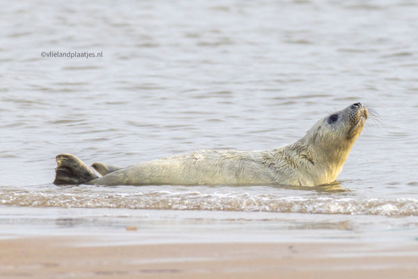 Zwemles jonge Grijze Zeehond dec 2023