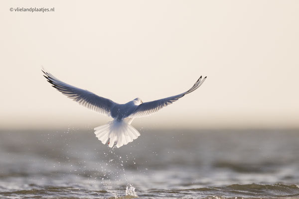 Kokmeeuw, Noordoosthoek Vlieland okt 22