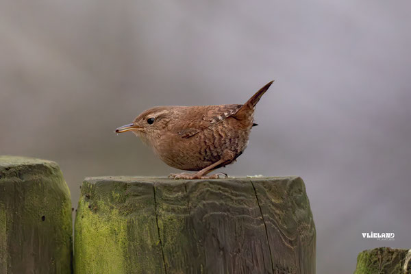 Winterkoning jaagt op insecten I, december 2025