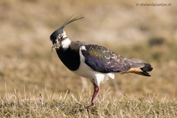 Kievit II maart 2022