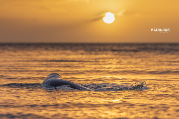 Zeehond met Zonsopkomst 23 dec 2024 (3)