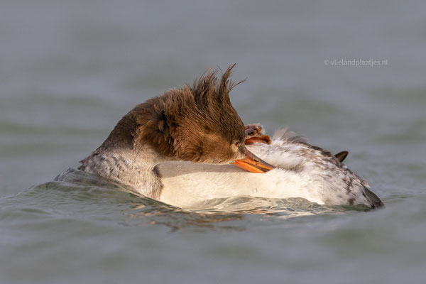 Middelste Zaagbek sorteert de veren, jachthaven feb 24