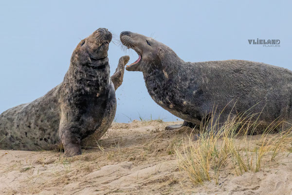 Duel der mannetjes, jan 2025