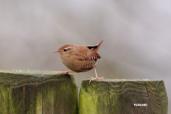 Winterkoning jaagt op insecten II, december 2025