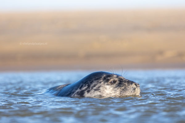 Zeehond zwemt langs, jan 24