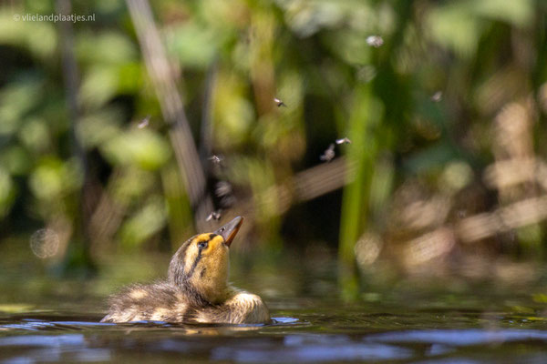 Eenden pul IJsbaan, mei 23 (14)