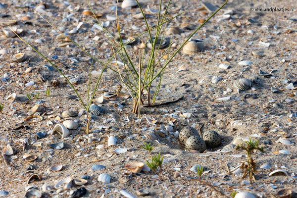 Eieren Bontbekplevier, juni 23