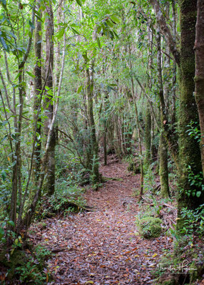 Der Nationalpark Chiloé ist 43.057 ha groß und liegt in Chile in der Región de los Lagos. Der Nationalpark liegt auf der Insel Chiloé