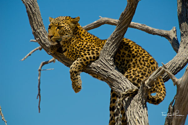 Leopard im Etosha NP