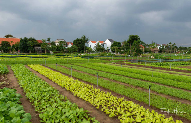Gemüsegärten in der Nähe von Hoi An